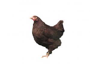 Black Australorp