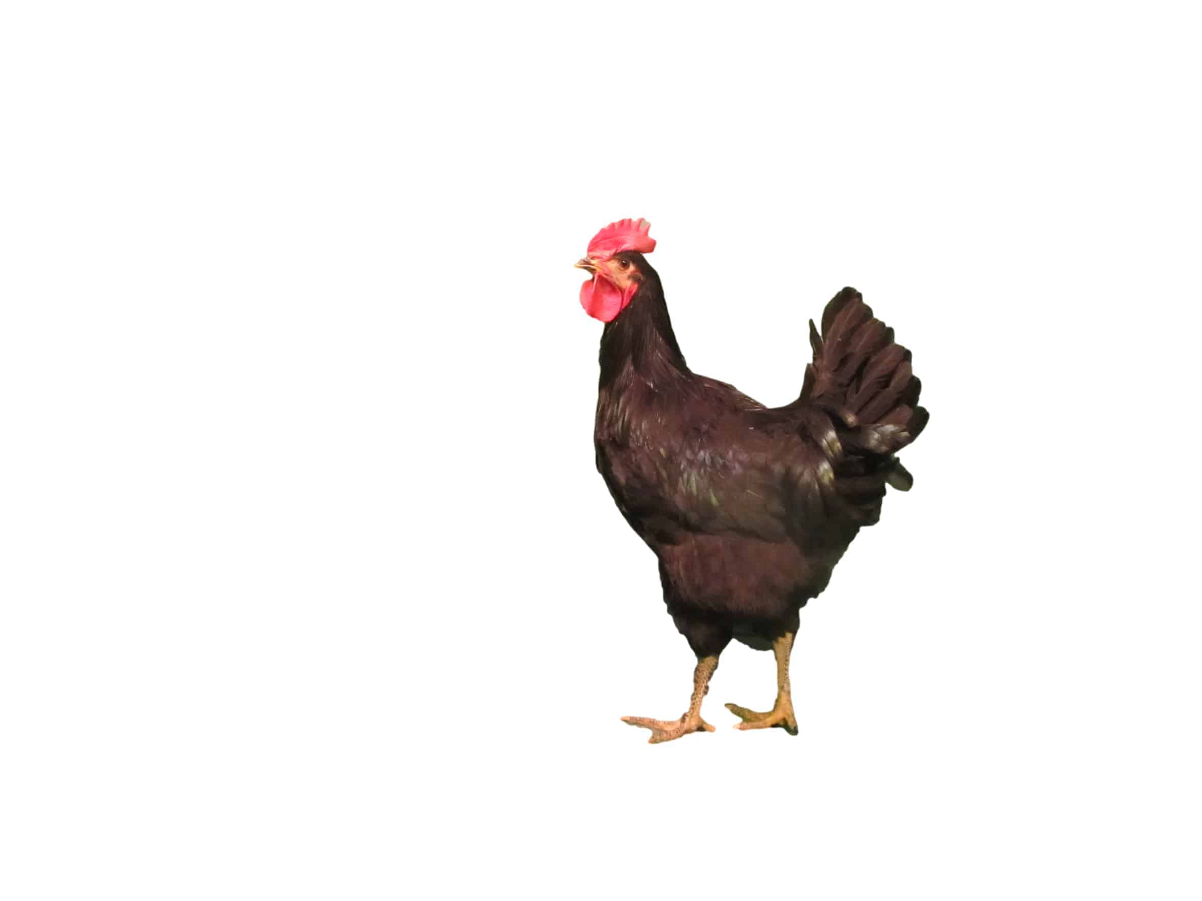 Black Australorp - Image 2