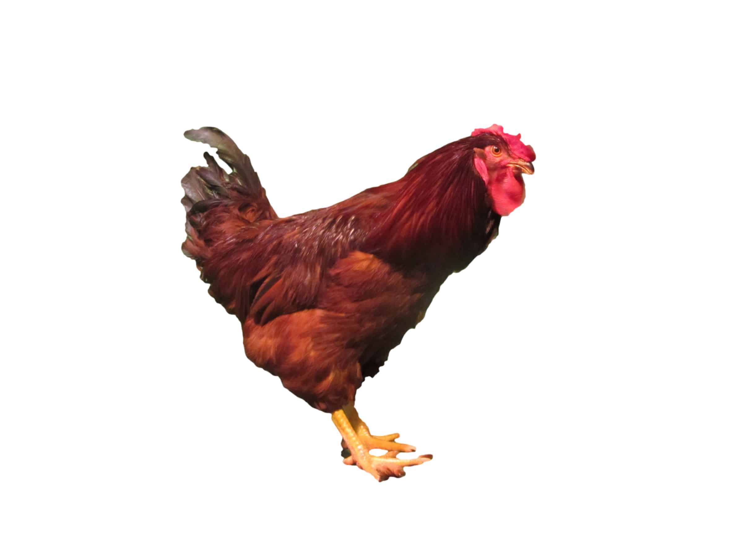 Rhode Island Red - Image 2