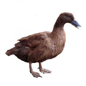Khaki Campbell Ducks