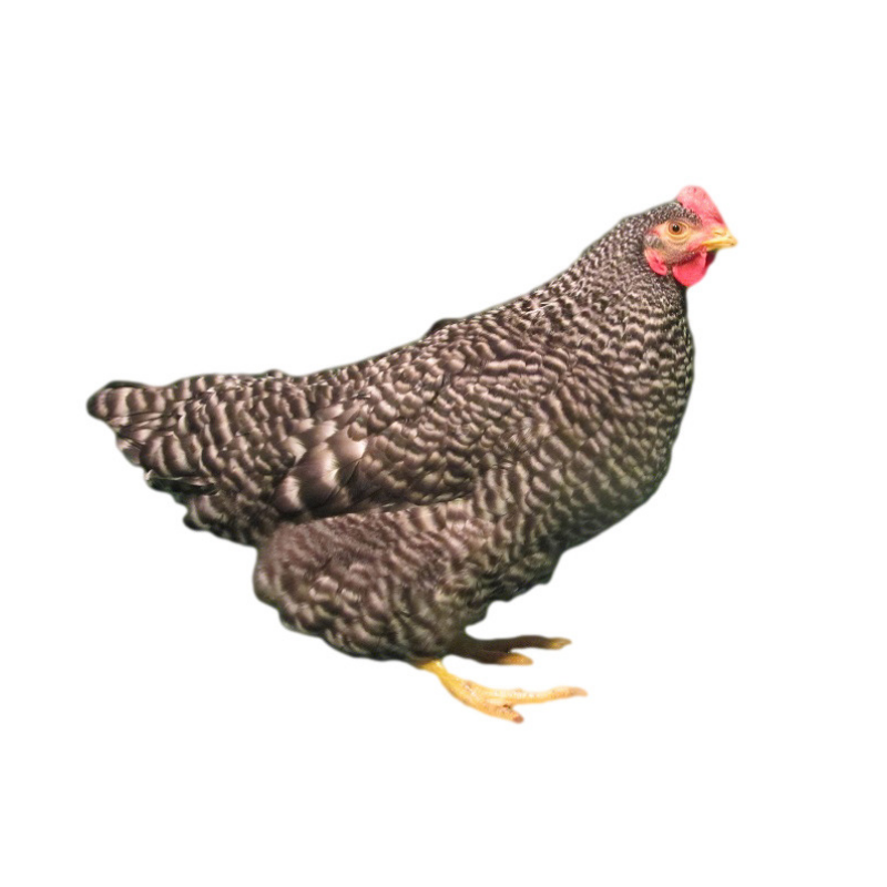 Barred Rock
