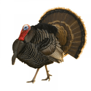 Orlopp Broad Breasted Bronze Turkey