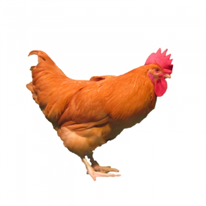 Buff Orpington