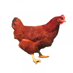 Rhode Island Red