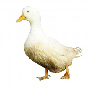 White Pekin Ducks