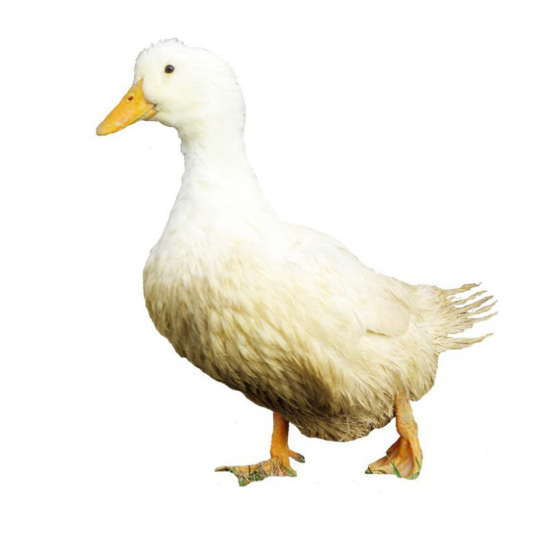 White Pekin Ducks