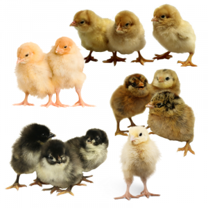 Hatchery Choice Assorted Chicks