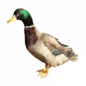 Rouen Ducks