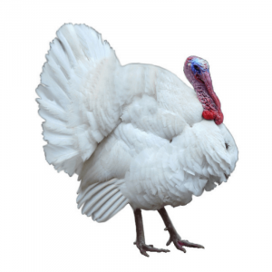 Broad Breasted White Turkey