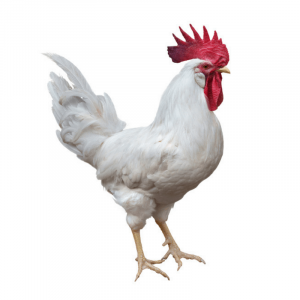 White Leghorn