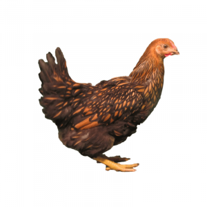 Golden Laced Wyandotte