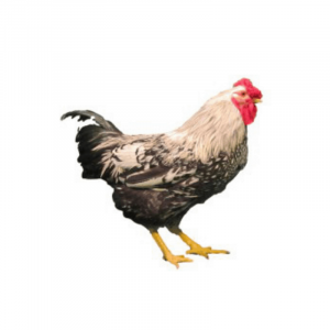 Silver Laced Wyandotte