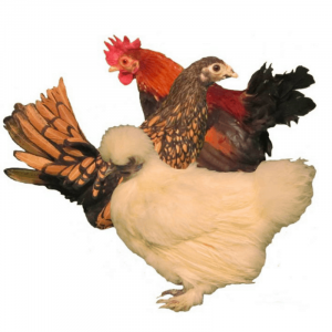 Assorted Bantams