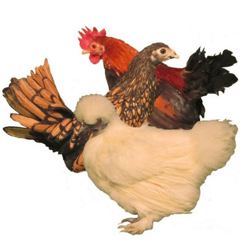 Assorted Bantams