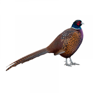 Pheasants