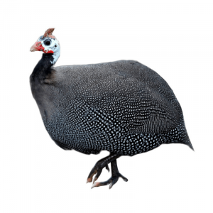 French Pearl Guinea