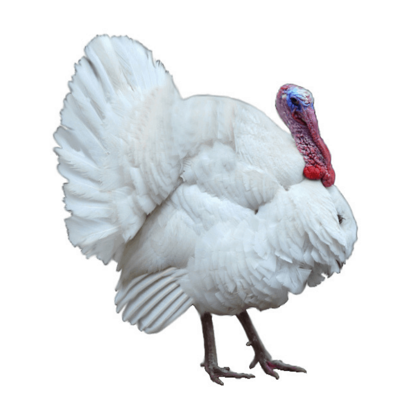 Broad Breasted White Turkey