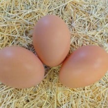 Chicken Hatching Eggs