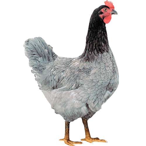 Plymouth Blue Rock - Image 2