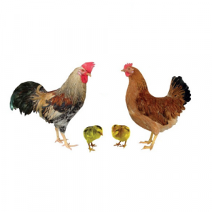 Pearl Star Leghorn
