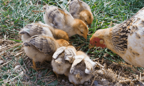 chicks and chicken eating