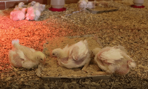 chicks eating