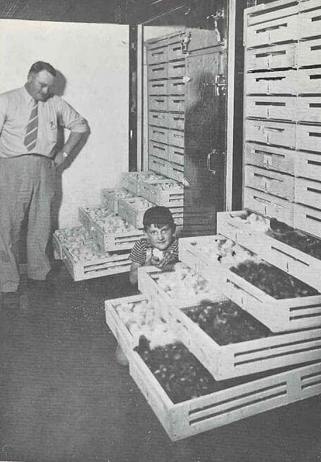Townline Hatchery