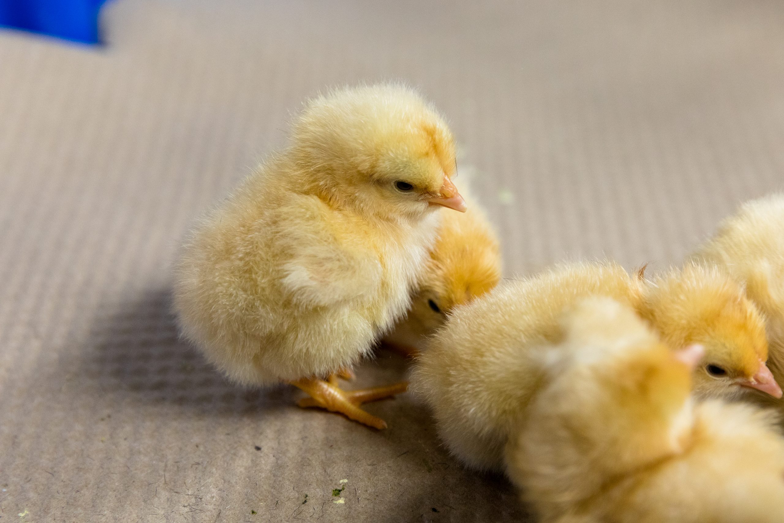 Buff Orpington - Image 4