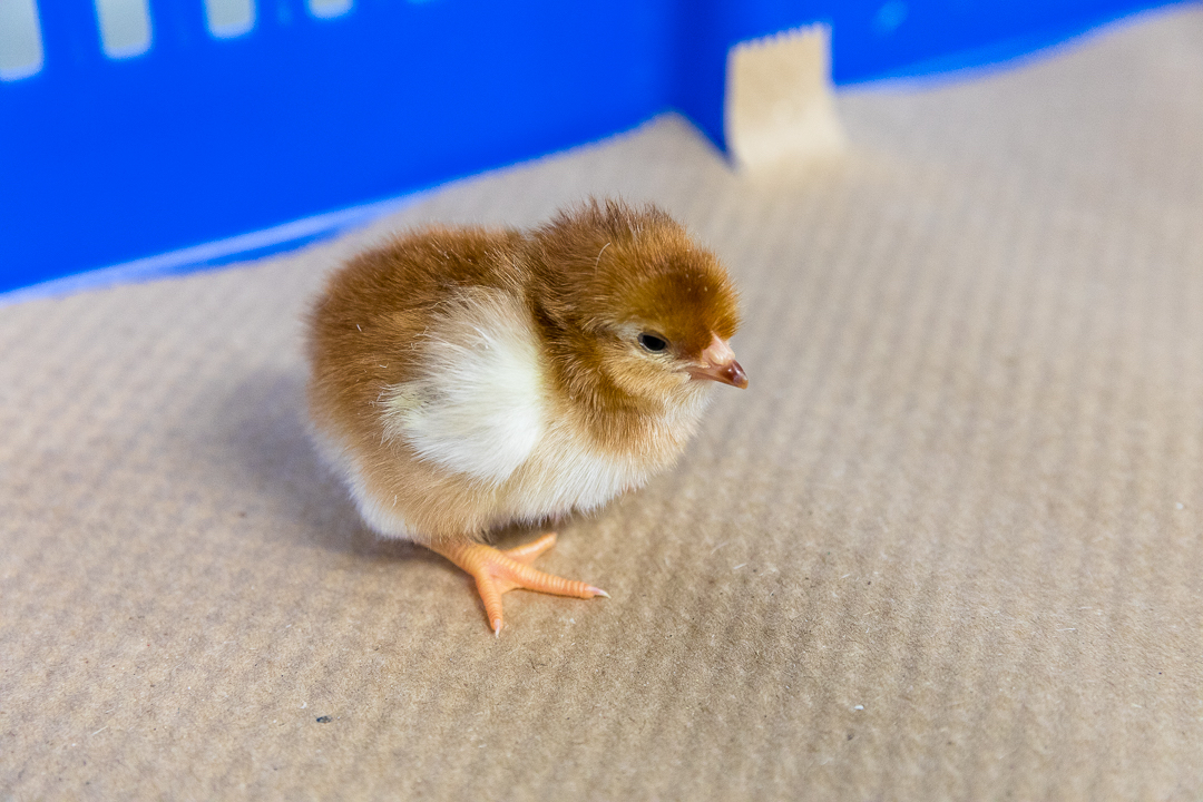 Rhode Island Red - Image 3