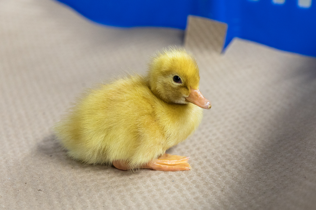 White Pekin Ducks - Image 2