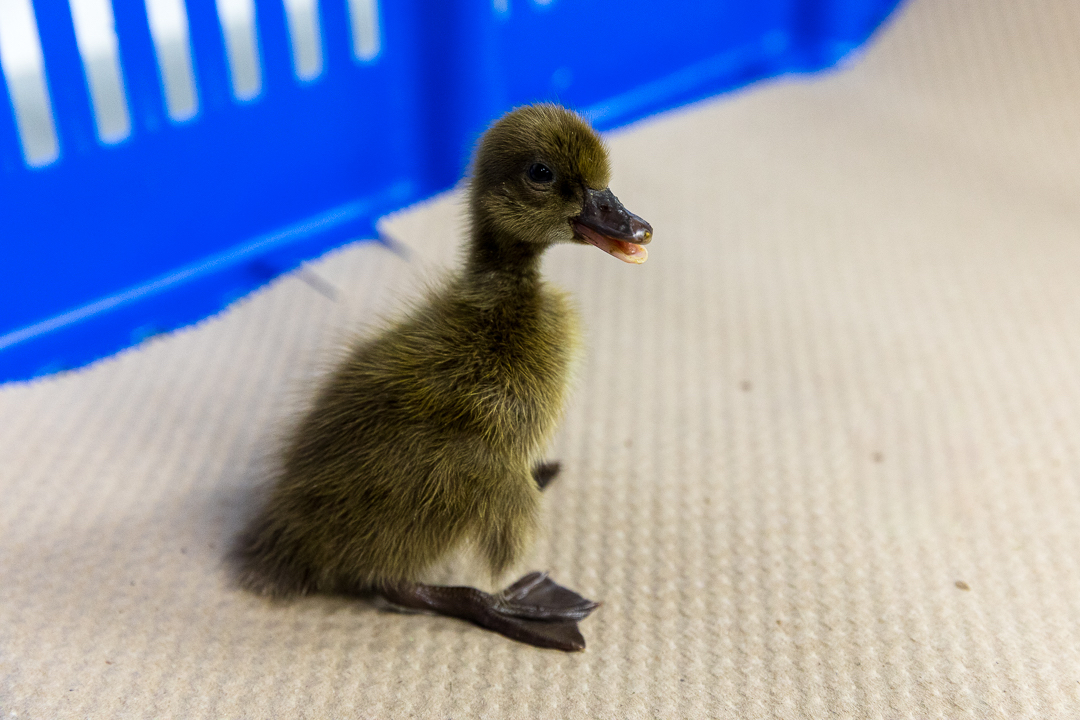 Khaki Campbell Ducks - Image 2