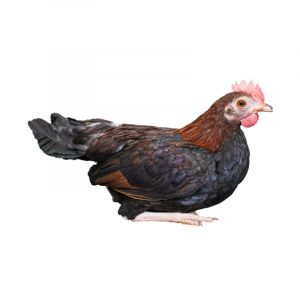 BB Red Old English Bantams