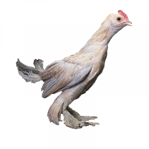 Porcelain D'Uccle Bantams