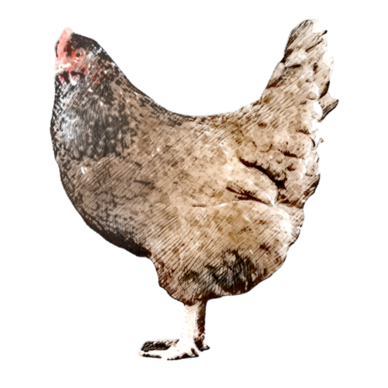 Olive Egger