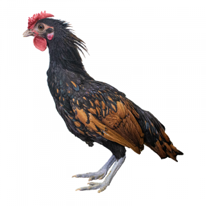 Golden Sebright Bantams