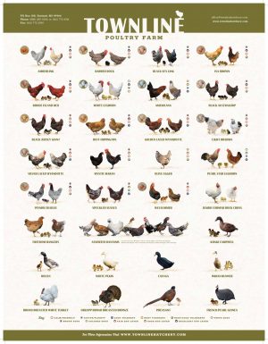 Breed Poster
