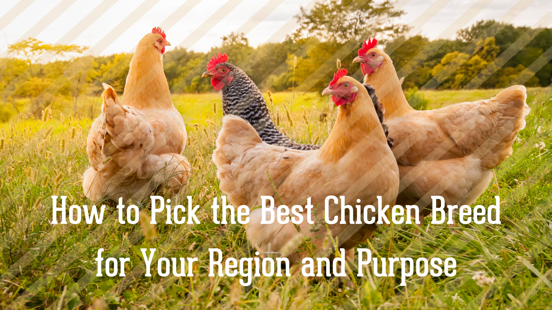 How to Pick the Best Chicken Breed for Your Region and Purpose