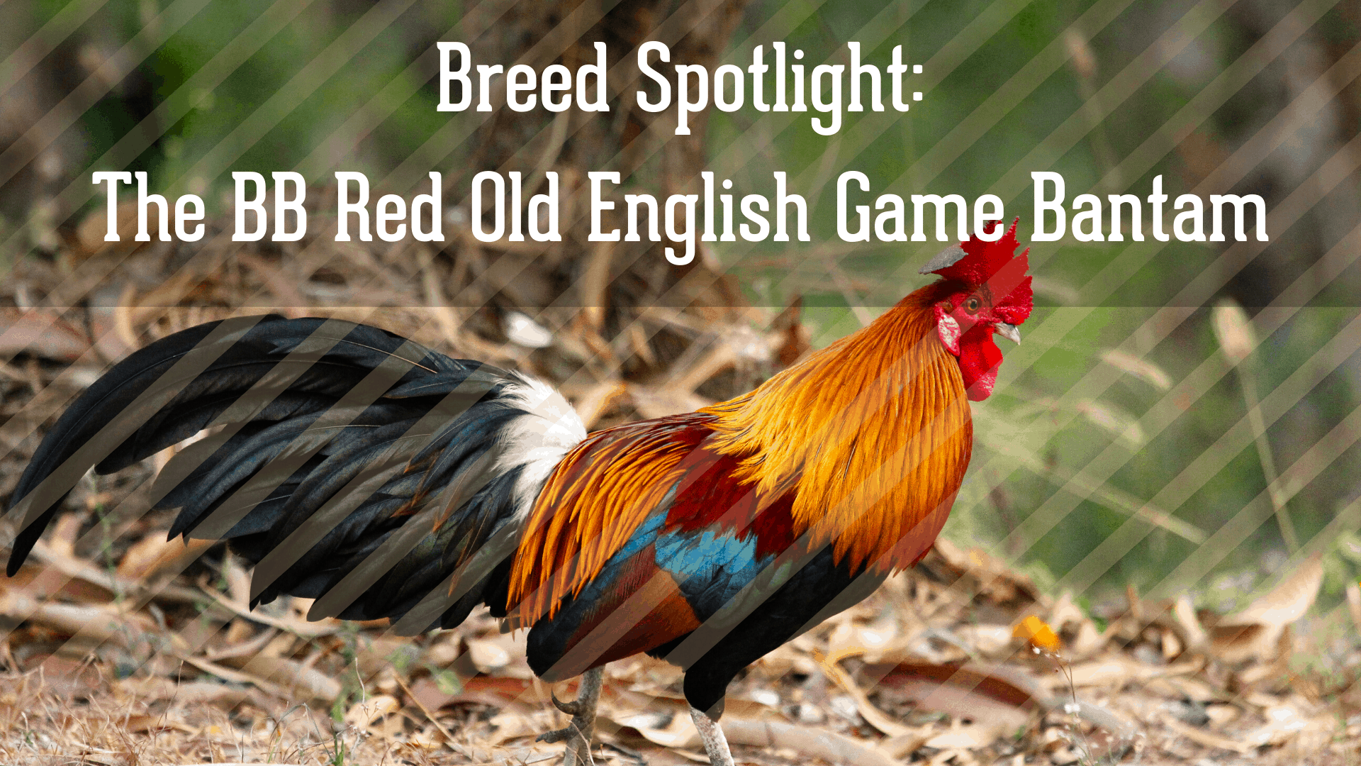 Breed Spotlight: The BB Red Old English Game Bantam