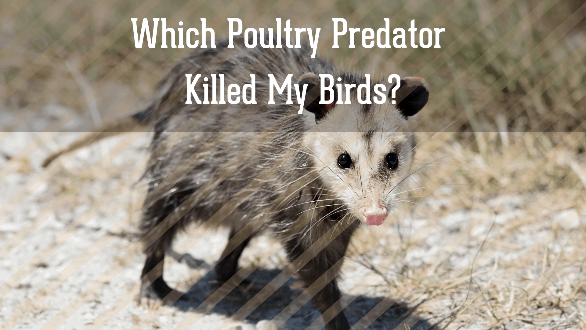 Which Poultry Predator Killed My Birds?