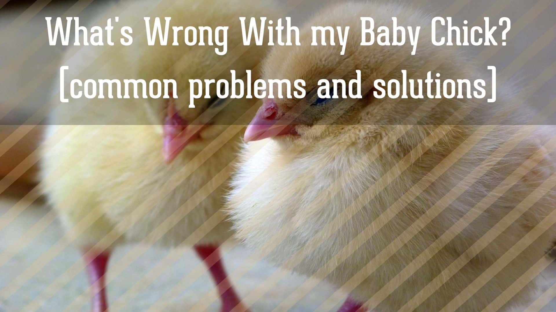 What's Wrong With my Baby Chick?
