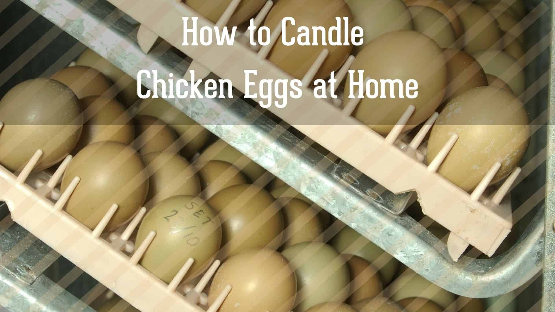 How to Candle Chicken Eggs at Home