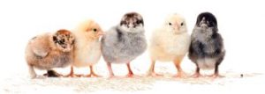 Assorted Rare / Premium Chicks
