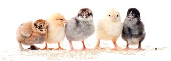 Assorted Rare / Premium Chicks