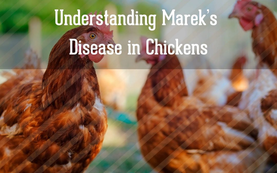 Understanding Marek's Disease in Chickens