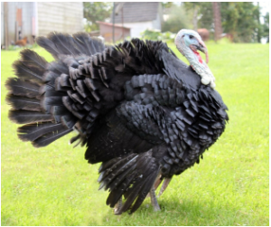 Artisan Turkey
