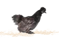 Black Silkie Bantams