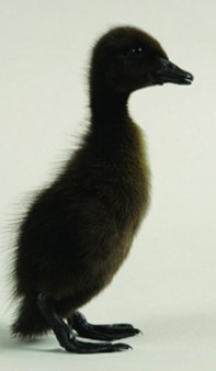 Black Runner Ducks