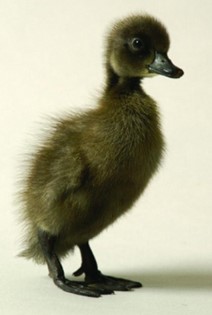 Blue Runner Ducks
