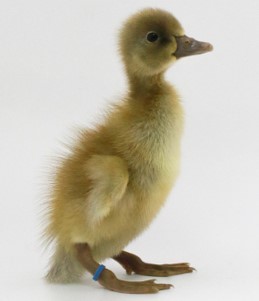 Silver Runner Ducks